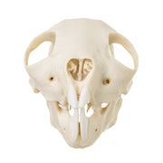 Replica Aye-aye Skull