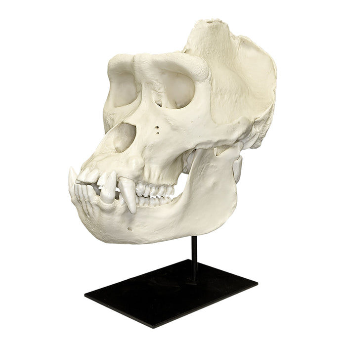 Replica Lowland Gorilla Skull - Large