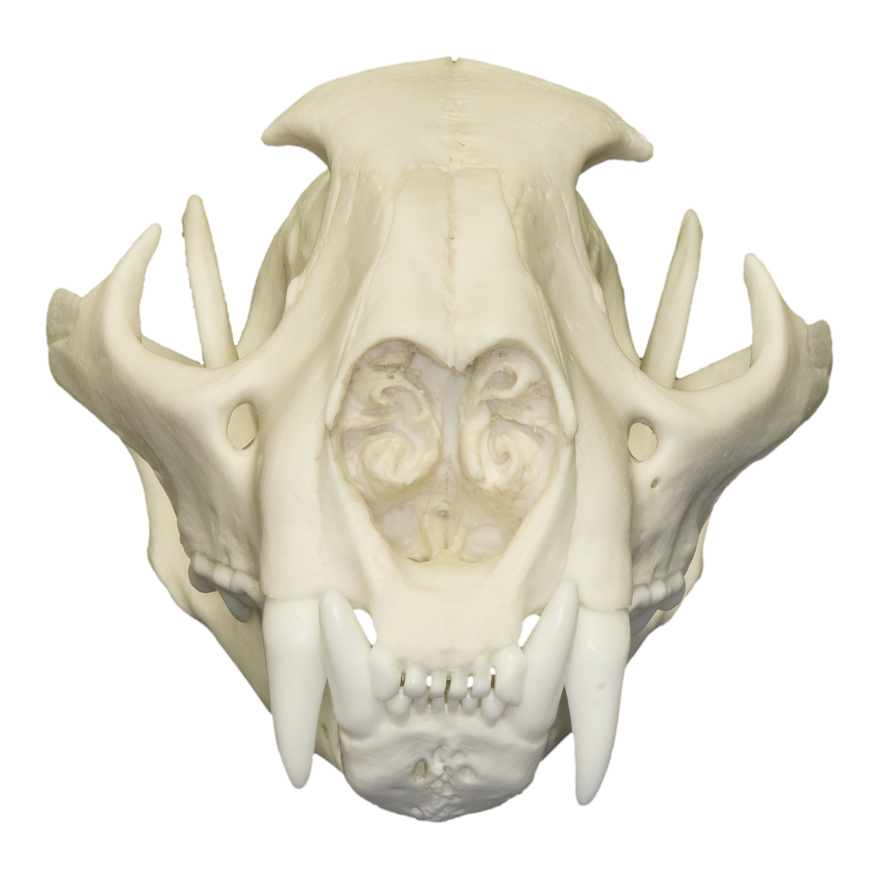 Replica Mountain Lion Skull (Male) For Sale — Skulls Unlimited