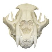Replica Mountain Lion Skull - Male