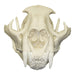 Replica Mountain Lion Skull - Male