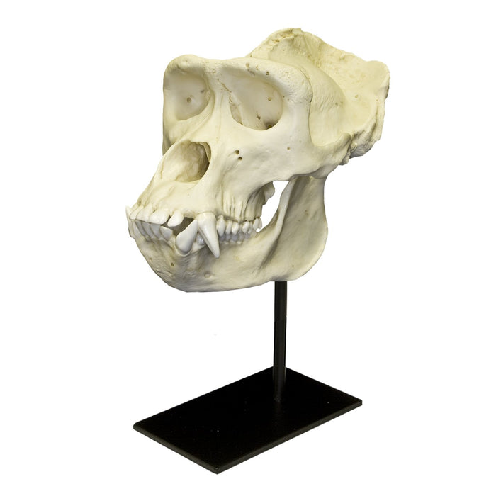 Replica Lowland Gorilla Skull